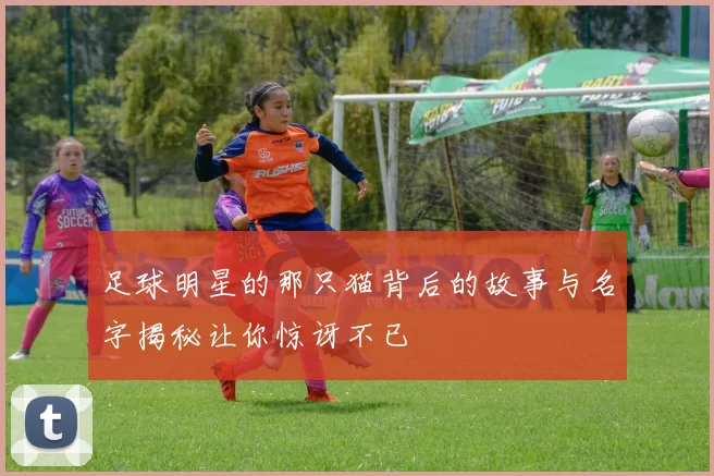 足球明星的那只猫背后的故事与名字揭秘让你惊讶不已